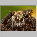 Lasioglossum calceatum - Furchenbiene m01b.jpg